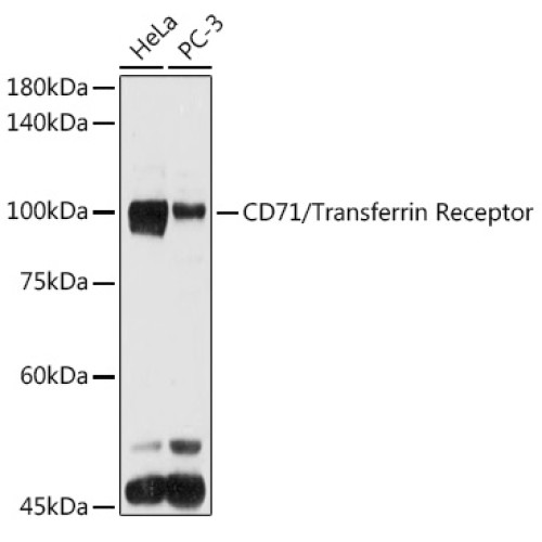 CD71/Transferrin Receptor Rabbit pAb