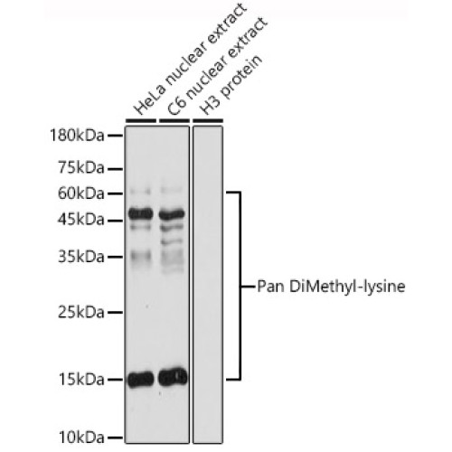 Pan DiMethyl-lysine Rabbit pAb