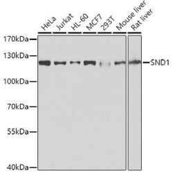 [KO Validated] SND1 Rabbit pAb