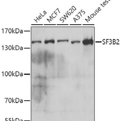 SF3B2 Rabbit pAb