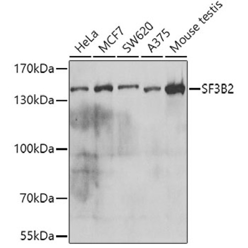 SF3B2 Rabbit pAb
