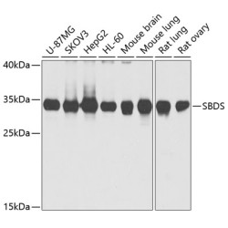 SBDS Rabbit pAb