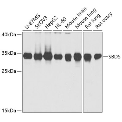 SBDS Rabbit pAb