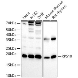 RPS10 Rabbit pAb