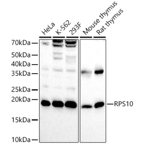 RPS10 Rabbit pAb