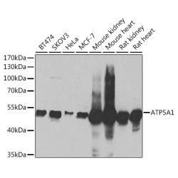 ATP5A1 Rabbit pAb
