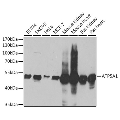 ATP5A1 Rabbit pAb