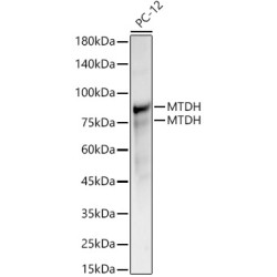 MTDH Rabbit pAb