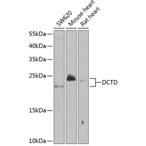 DCTD Rabbit pAb