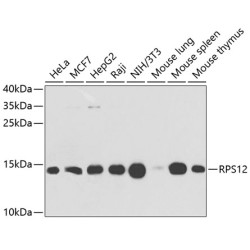 RPS12 Rabbit pAb