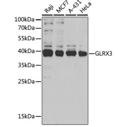 GLRX3 Rabbit pAb