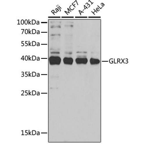GLRX3 Rabbit pAb