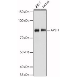 [KO Validated] APEH Rabbit pAb