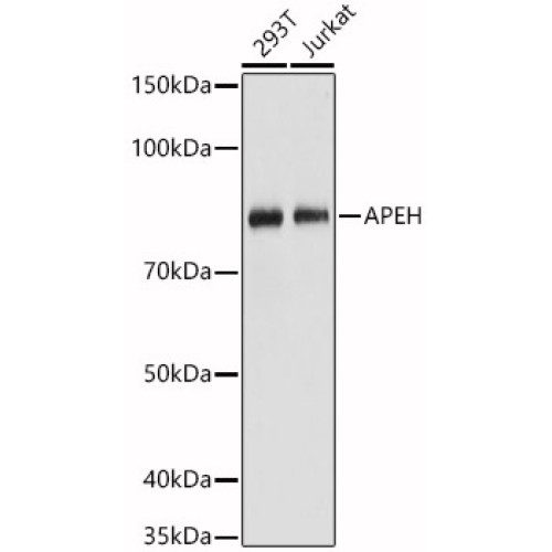 [KO Validated] APEH Rabbit pAb