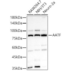 AATF Rabbit pAb