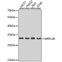 MRPL28 Rabbit pAb
