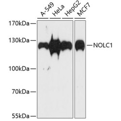NOLC1 Rabbit pAb