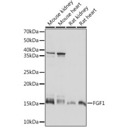 FGF1 Rabbit mAb