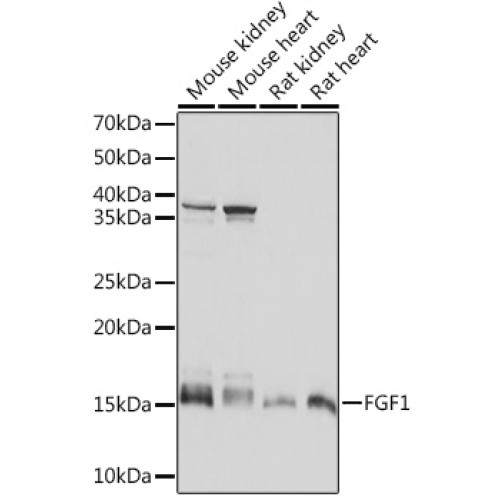 FGF1 Rabbit mAb