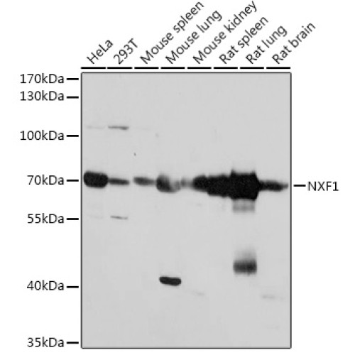 NXF1 Rabbit pAb