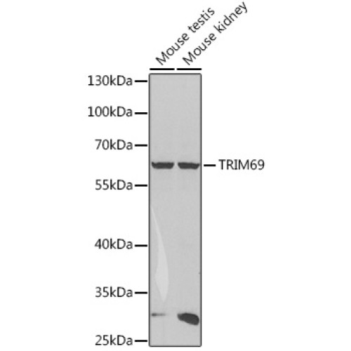 TRIM69 Rabbit pAb