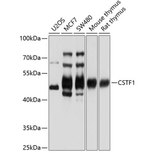 CSTF1 Rabbit pAb