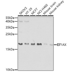 EIF1AX Rabbit pAb