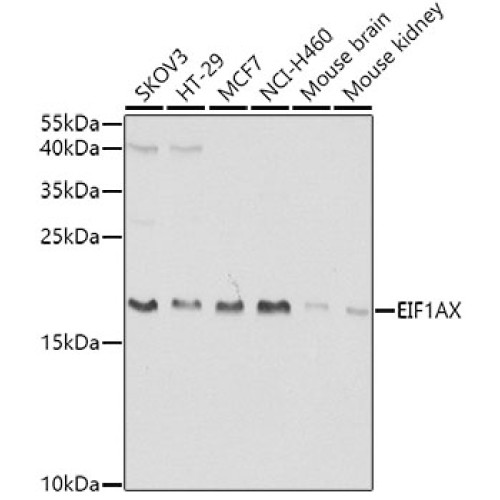 EIF1AX Rabbit pAb