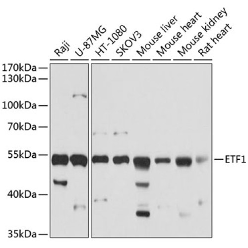 ETF1 Rabbit pAb