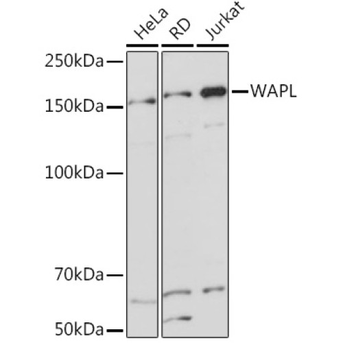 WAPL Rabbit mAb