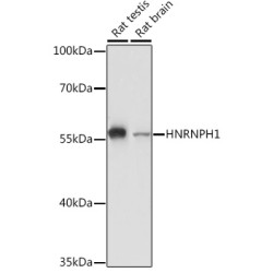 HNRNPH1 Rabbit pAb