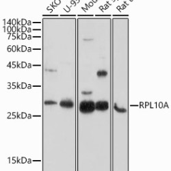 RPL10A Rabbit pAb