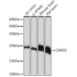 CEND1 Rabbit mAb