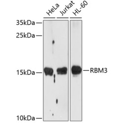 RBM3 Rabbit pAb