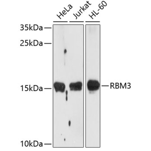RBM3 Rabbit pAb