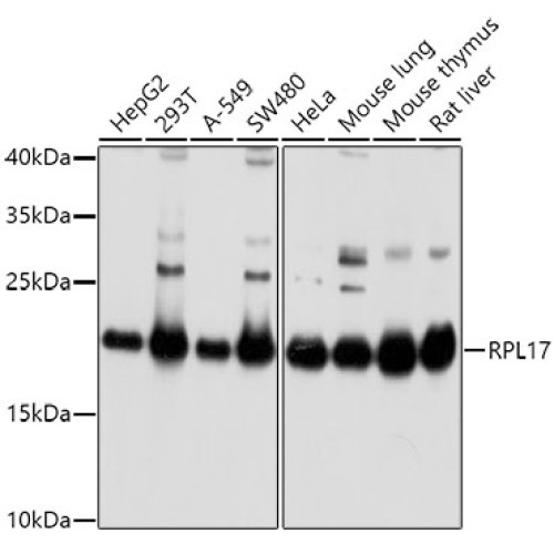 RPL17 Rabbit pAb