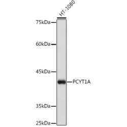PCYT1A Rabbit mAb