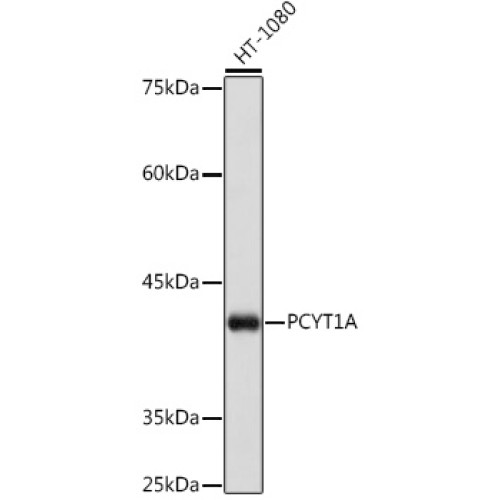 PCYT1A Rabbit mAb