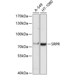 SRPR Rabbit pAb
