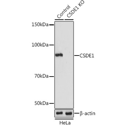 [KO Validated] CSDE1 Rabbit pAb