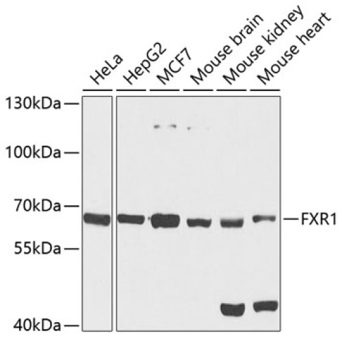 FXR1 Rabbit pAb