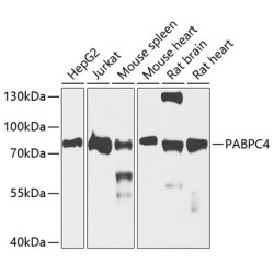 PABPC4 Rabbit pAb