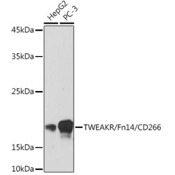 TWEAKR/Fn14/CD266 Rabbit mAb