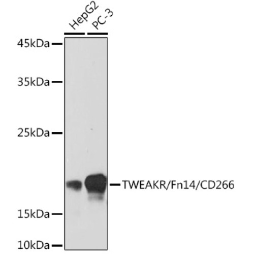 TWEAKR/Fn14/CD266 Rabbit mAb