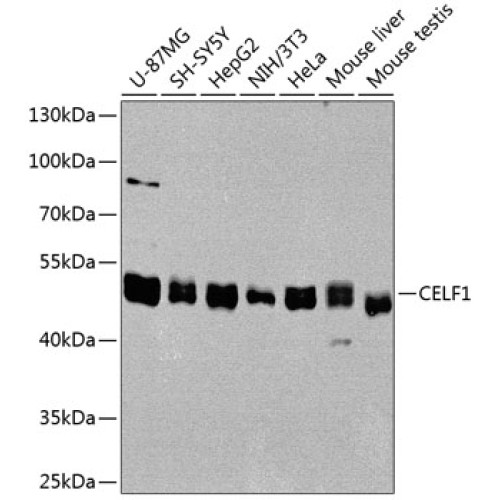 CELF1 Rabbit pAb