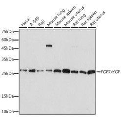FGF7/KGF Rabbit mAb