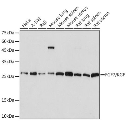 FGF7/KGF Rabbit mAb