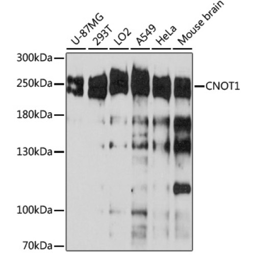 CNOT1 Rabbit pAb