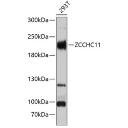 ZCCHC11 Rabbit pAb