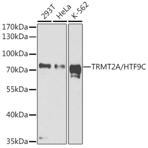 TRMT2A/HTF9C Rabbit pAb